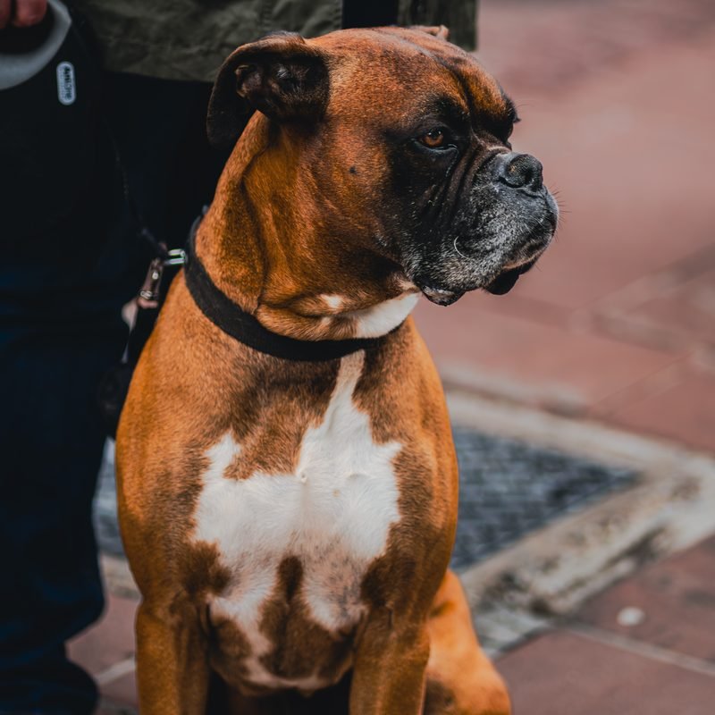 Portrait eines Boxers mit dunkler Schnauze vor unscharfem Hintergrund