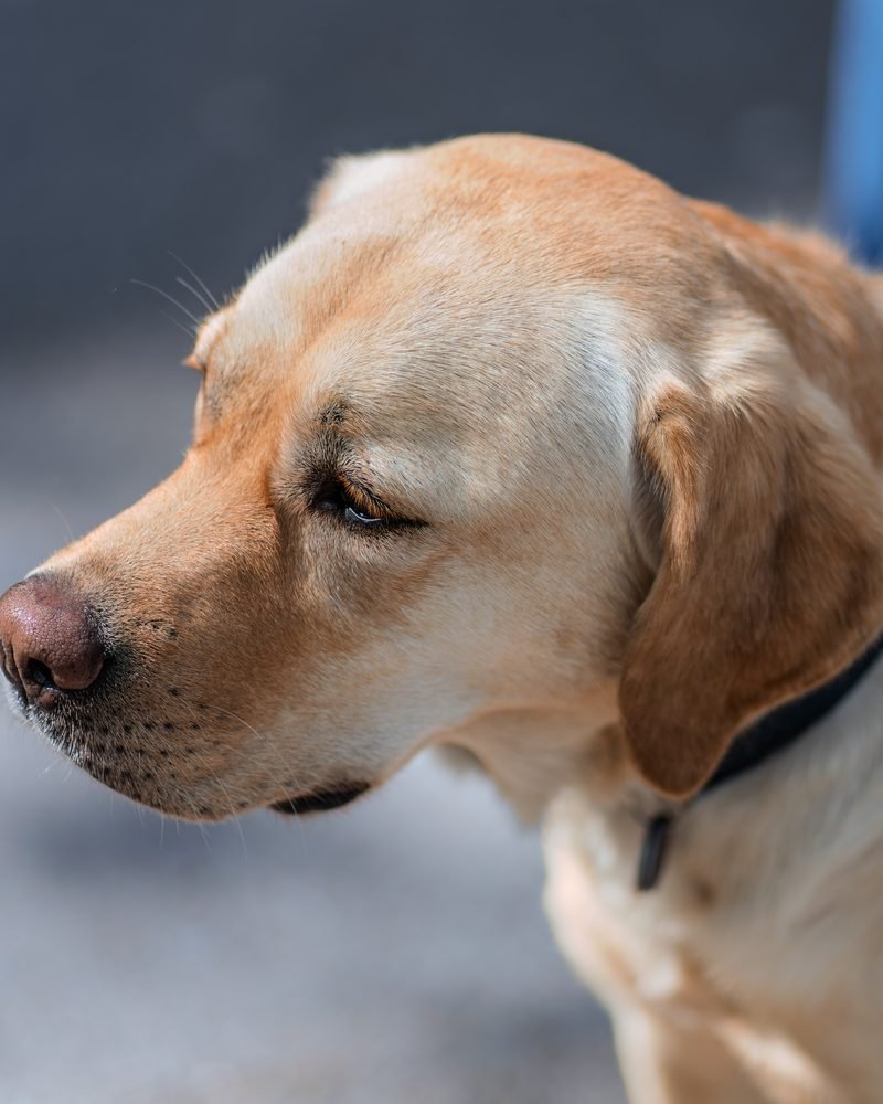 Heller Labrador im Profil mit gesenktem Kopf