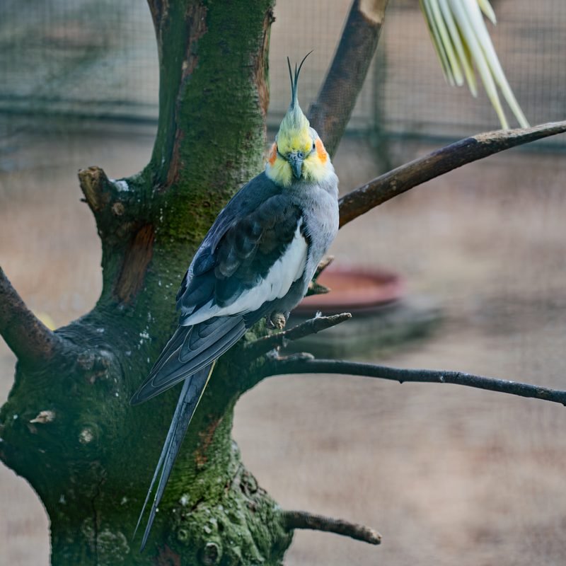 Nymphensittich sitzt auf einem Ast im Baum