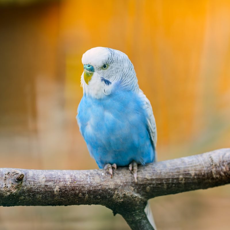 Blauer Wellensittich sitzt auf einem Zweig vor warmem gelbem Hintergrund